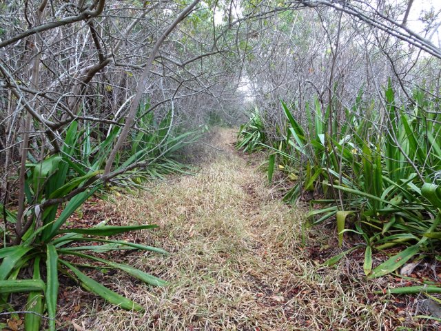 La fin s'effectue dans les chocas, beaucoup plus nombreux