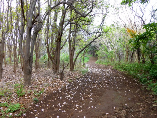 La piste descendant à la plage à partir du point de vue sur la Petite Île