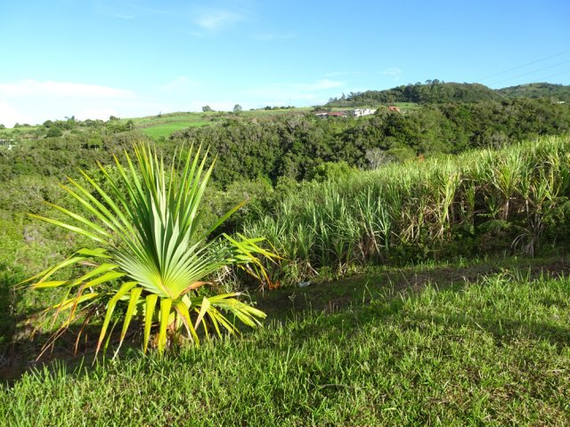 Une partie de la montée longe la Ravine de Petite Île en rive gauche
