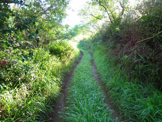 Agréable piste ombragée où l'herbe peut être haute selon la saison