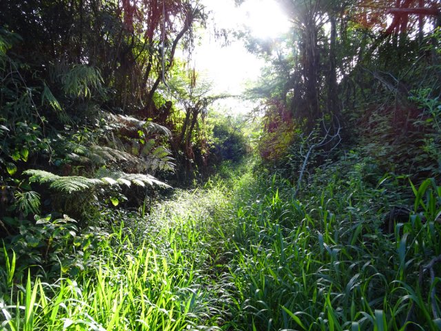 Le passage des chevaux domestique un peu cette dernière piste de la montée