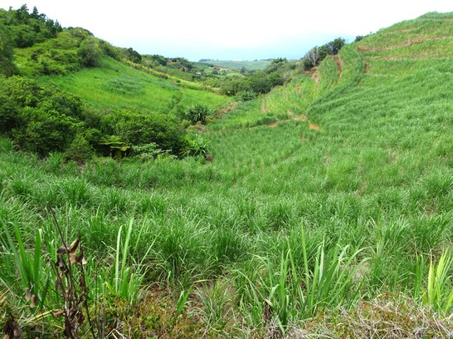 La vallée de la Ravine Lebras est couverte de champs de canne à sucre
