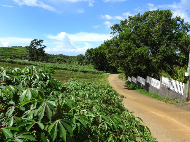 Il subsiste encore des cultures le long de l'Allée des Ananas