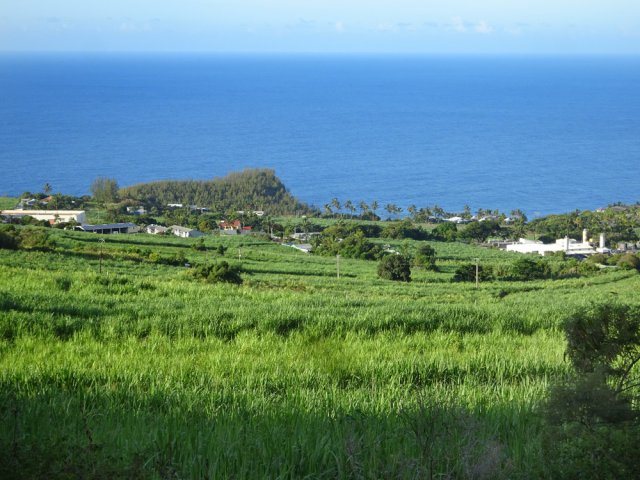 Le Piton de Grande Anse entre mer de canne et océan Indien