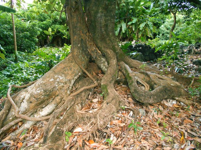 Énorme racine de litchi en arrivant à l'Îlet Delbon