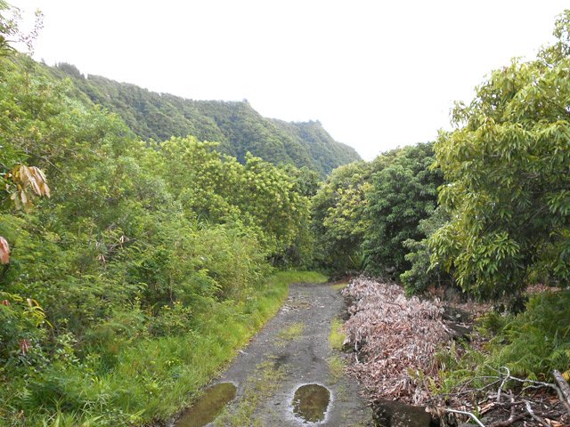 La piste dans les vergers