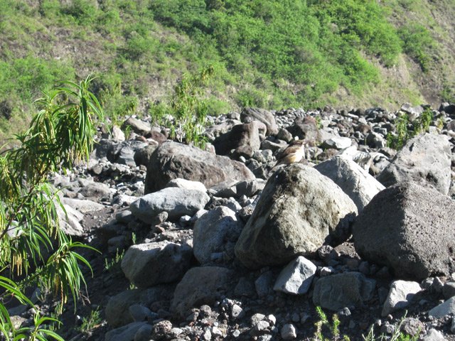 Le tec tec se moque du nombre de cailloux à éviter dans la journée