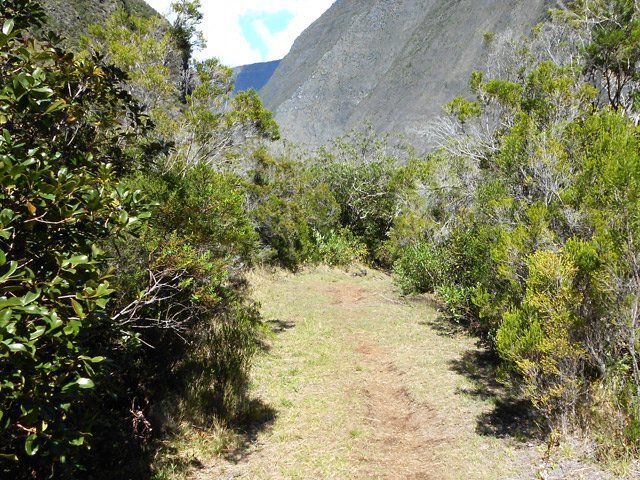 Belle piste large entre les branles verts