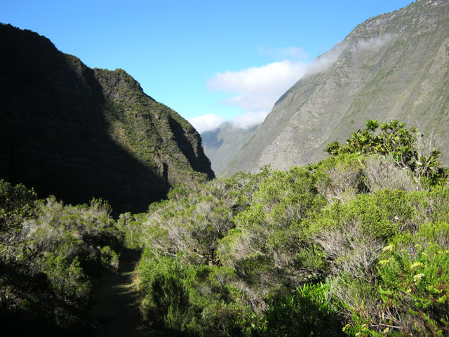 Le sentier bordé de branles verts