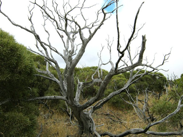 Un des milliers de squelettes laissés là par les incendies