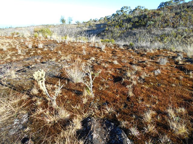 De belles plaques de mousse entre les lacets de la RF