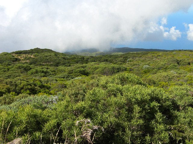 Tamarin des hauts et végétation de cette altitude