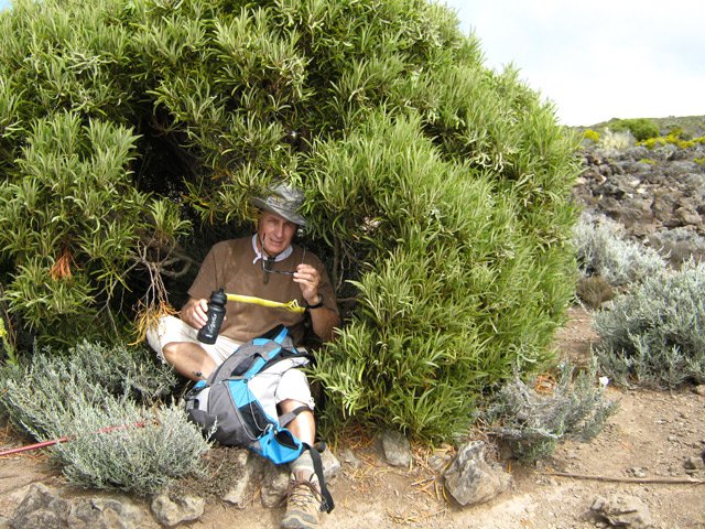 Tamarin des Hauts du Petit Bénare à la croissance très lente à cause du climat