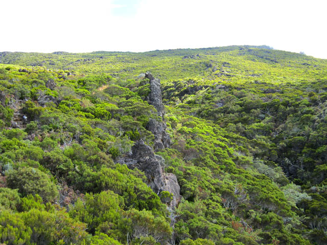 Le sentier dans les branles verts