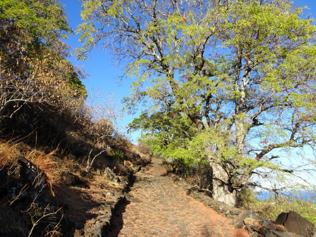 De grands tamarins bordent la voie pavée pour un peu d'ombre