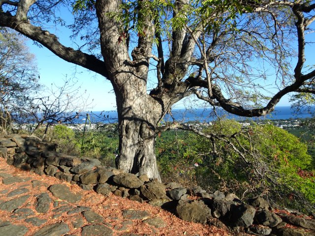 Certains arbres sont implantés depuis fort longtemps