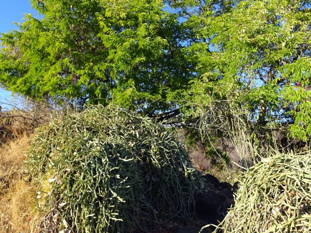 De grosses touffes de liane carrée envahissent les arbres