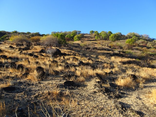 Paysage de savane brûlée par le soleil de l'Ouest