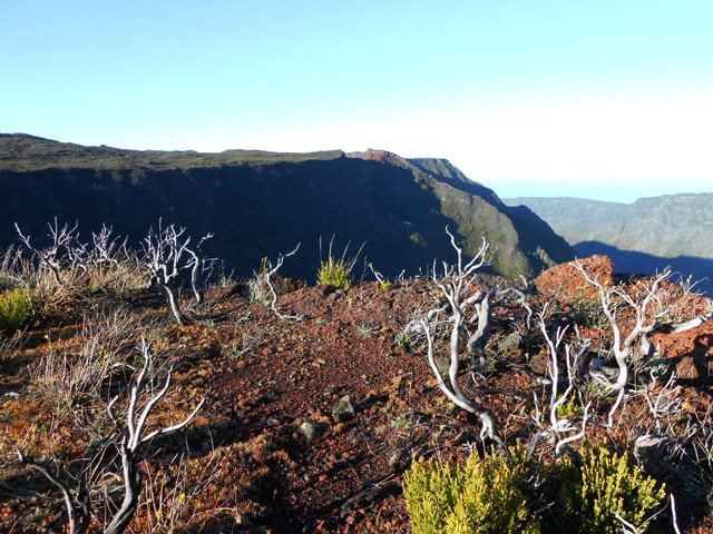 Végétation très rabougrie en bordure de rempart