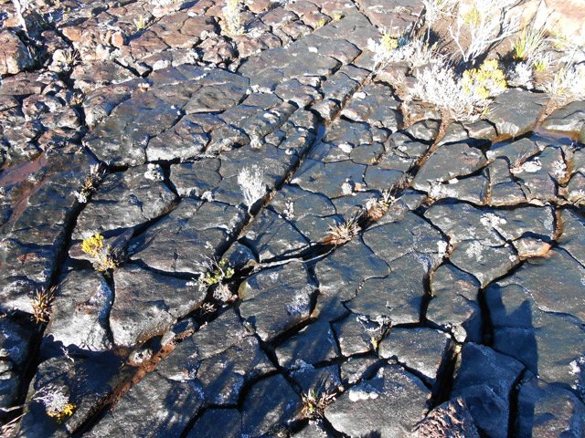 Rien ne pousse par endroits, d'où une marche rapide
