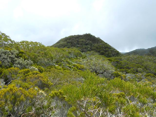 L'arrivée au Piton 2278, le seul vraiment entouré de grande végétation