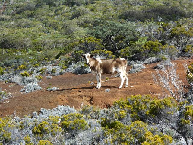 C'est grâce aux traces de ces petits bovins qu'on trouve son chemin dans les branles verts