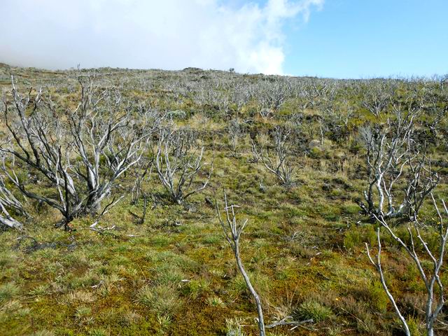 Les traces du dernier incendie autour du Piton Textor