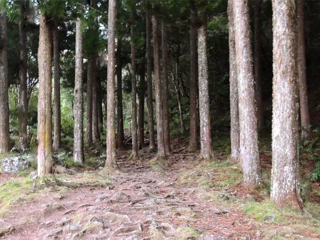 Les cryptomerias signant la fin de cette longue sortie