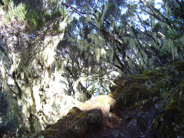 Les barbes de Jupiter dans les branles verts près du sentier étroit