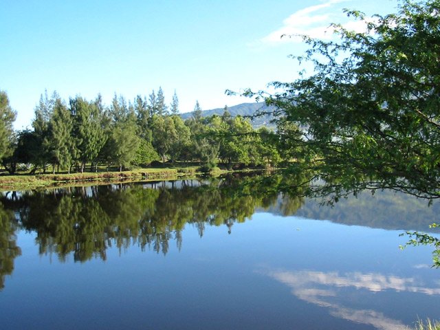 Les berges sont bordées principalement de filaos