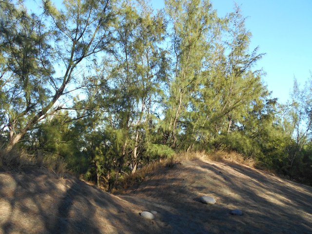 Filaos entre le sentier et l'océan