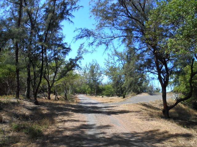 Une idée de la piste de la piste, mi-sable, mi-aiguilles de filaos