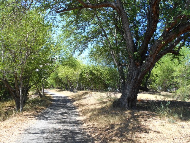 Quelques gros spécimens d'arbres arrivent à vivre vieux malgré la sécheresse