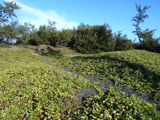 Les petites dunes sont maintenues en place par les patates à Durand