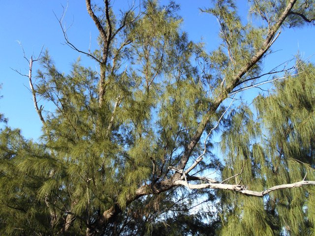 Les filaos, nombreux, procurent assez peu d'ombre