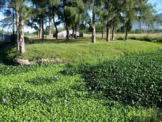 Les laitues d'eau et les jacyntes ont envahi les canaux.