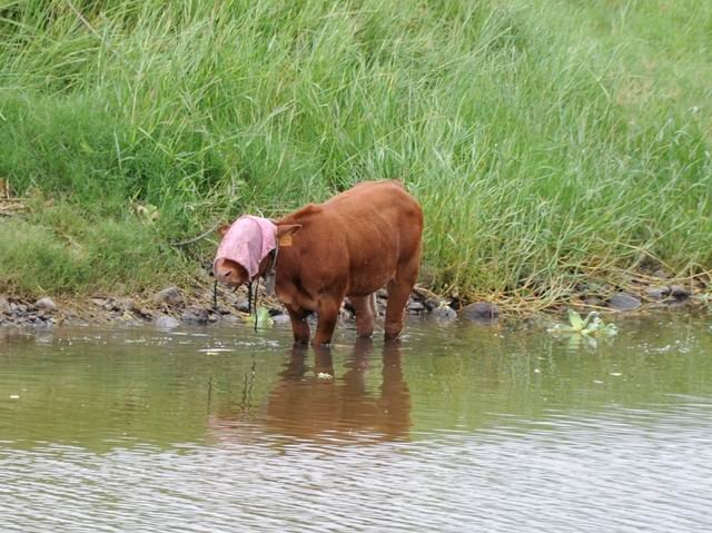 C'est mieux de regarder où on pose les pattes !