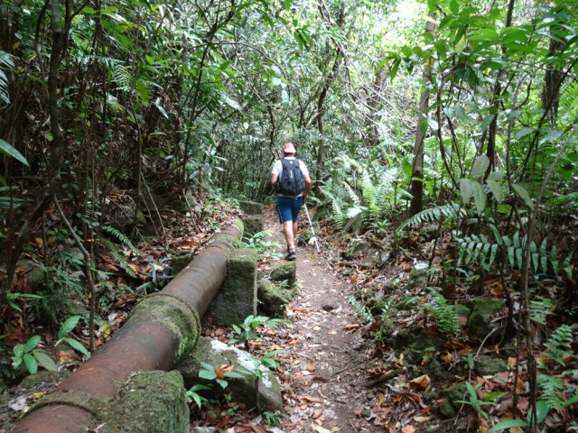 Un peu de liane mais encore des bois de couleurs