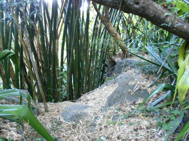 La grosse touffe de bambous qu'on contourne pour regagner le rive