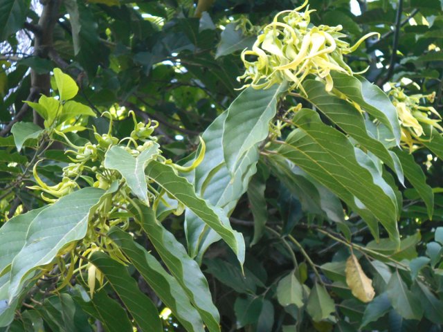 Un pied d'ylang ylang à l'une des premières cases à droite en remontant la rue