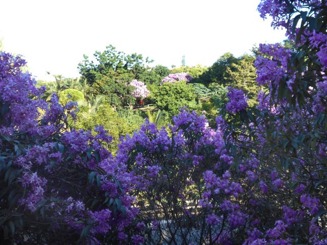 A la saison, les arbres orchidée créent de belles taches colorées