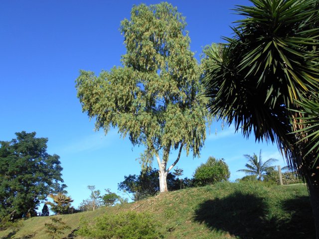 Un grand eucalyptus au milieu du domaine