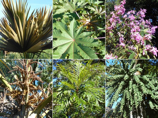Beaucoup de plantes en levant un peu les yeux