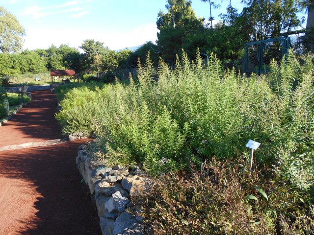 Une belle étendue est réservée aux aromatiques