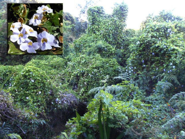 Les lianes de Chine envahissent les arbres le long des berges