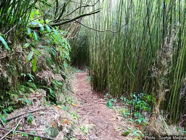 Ce sont surtout des bambous qu'on traverse sur des hectares