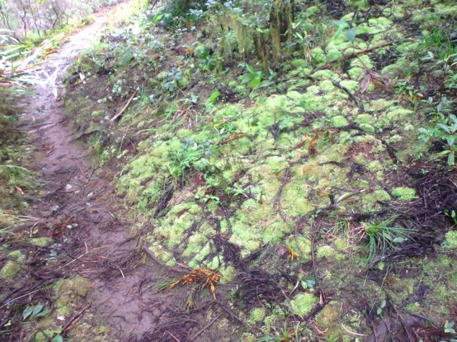 Belles mousses vertes qui ne sont pas encore détruites par les longoses