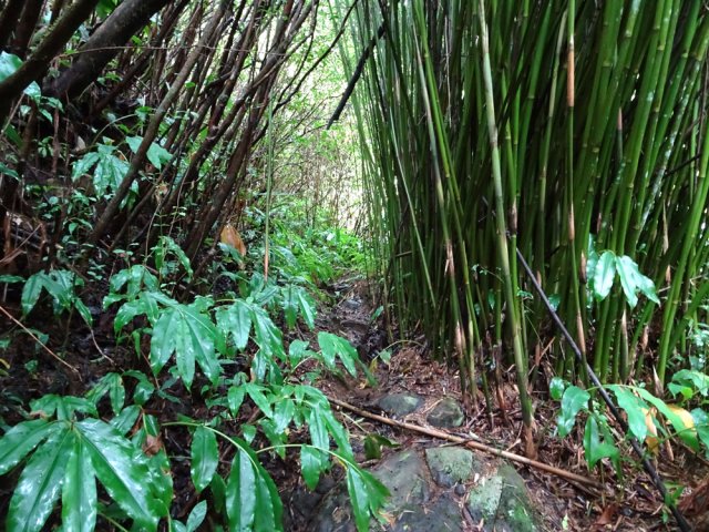 Les longoses poussent même dans les parties assombries par les bambous
