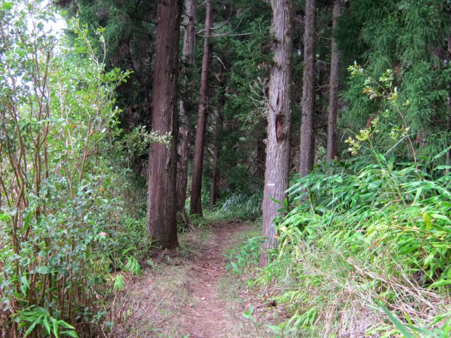 Les cryptomerias du Sentier de Prévallée