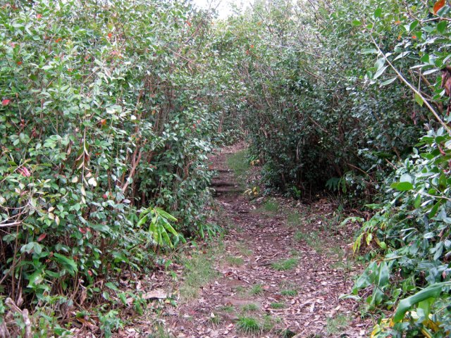 Comme souvent, les goyaviers ont pris possession des sous-bois